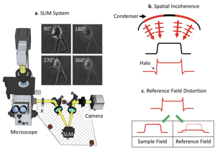 Real Time Halo Correction In Phase Contrast Imaging Biomedical Optics