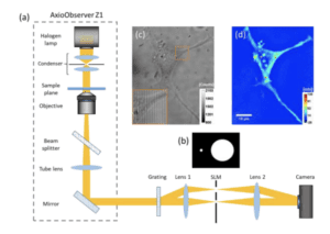 Quantitative Phase Imaging (QPI) in Neuroscience; IEEE Journal of ...