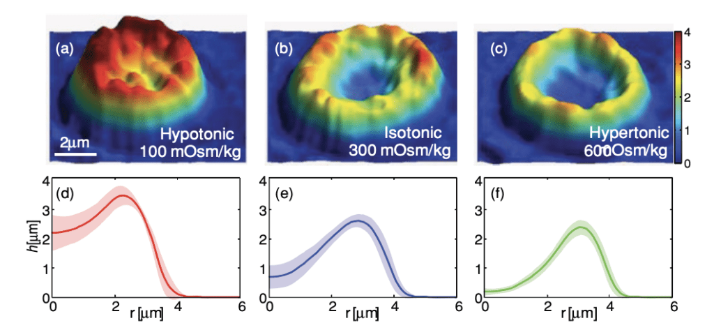 Measurement of the Nonlinear Elasticity of Red Blood Cell Membranes ...