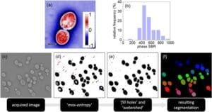 Robust microbial cell segmentation by optical-phase thresholding with ...