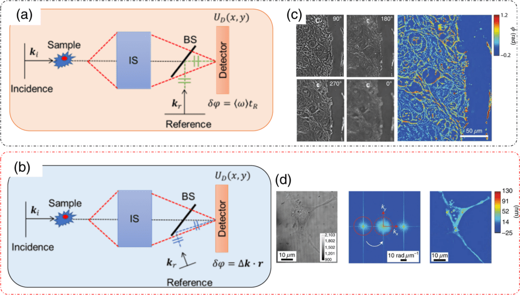 Quantitative phase imaging techniques for measuring scattering ...